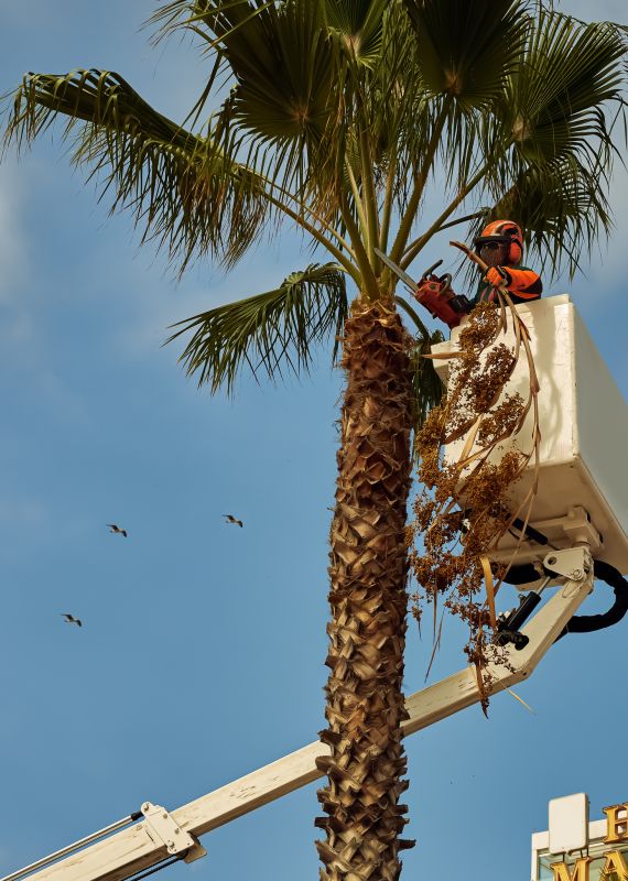 Palm Tree Trimming Cost — Cost of Palm Tree Trimming