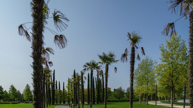 Healthy Palm Trimming