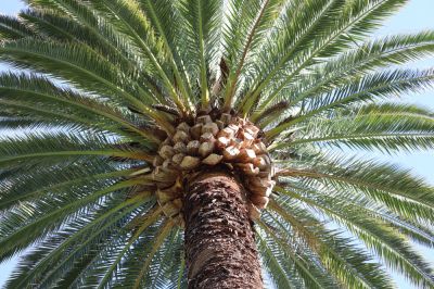 Enhanced tree health